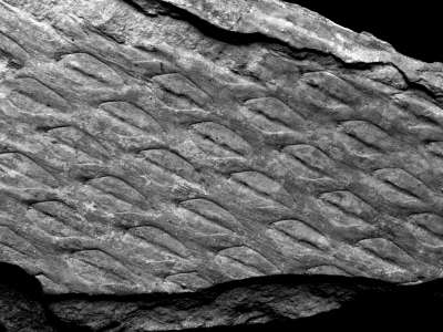 Paleontología - Tomiodendron peruvianum
