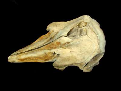 Zoología - Grampus griseus