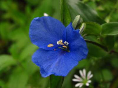 Botánica - Commelina fasciculata