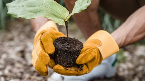 VOLUNTARIADO AMBIENTAL